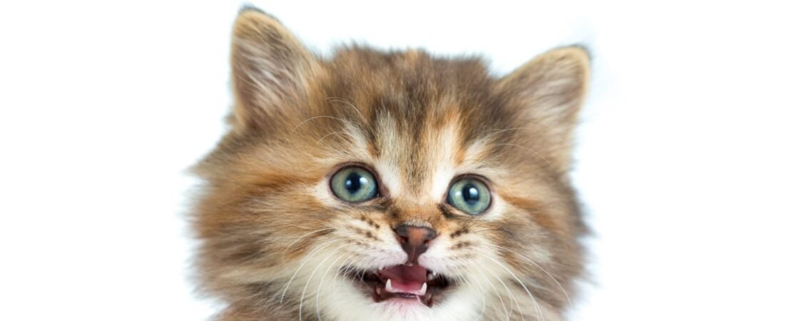 12 Cat Sounds Your Cat Makes and What They Mean