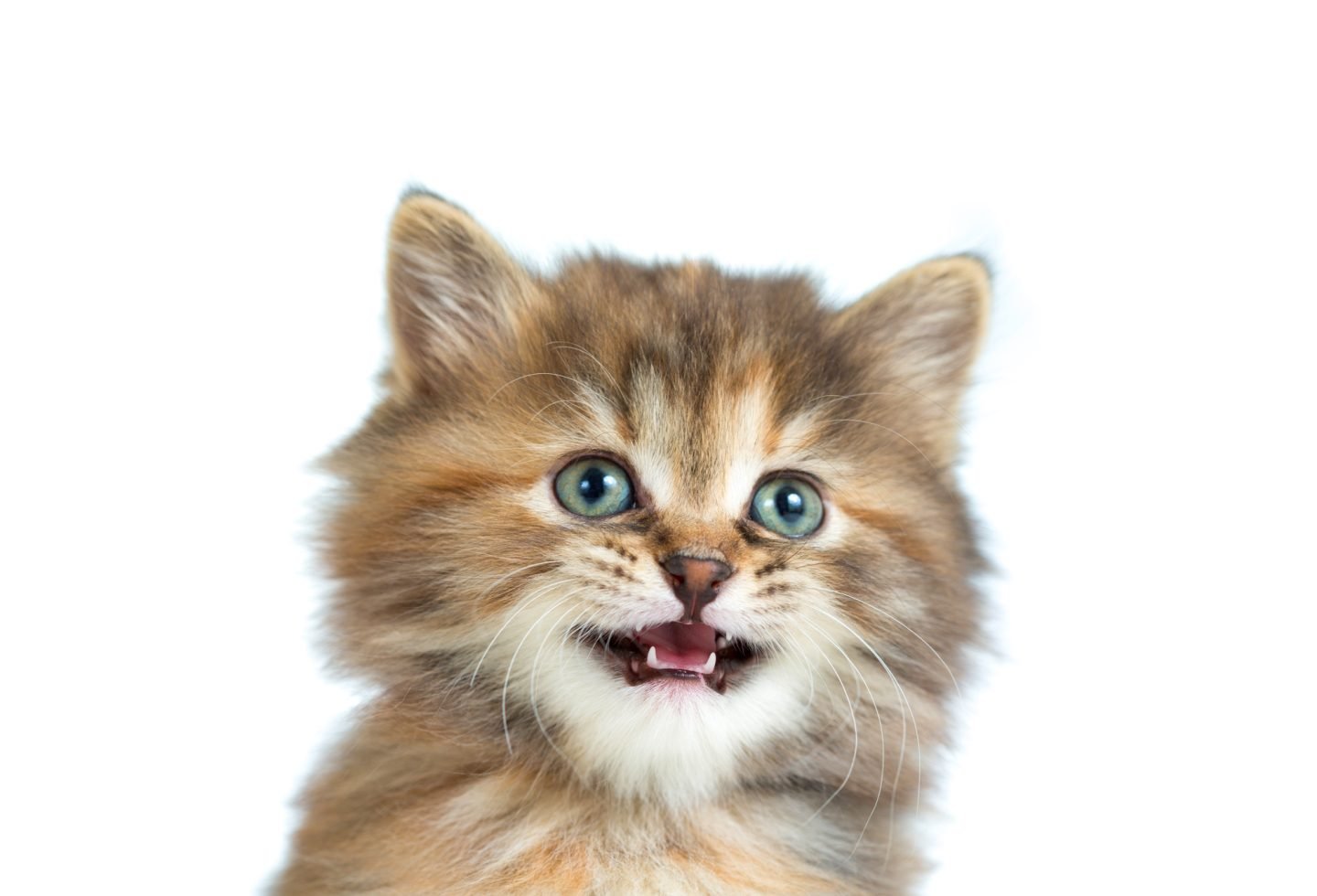 12 Cat Sounds Your Cat Makes and What They Mean