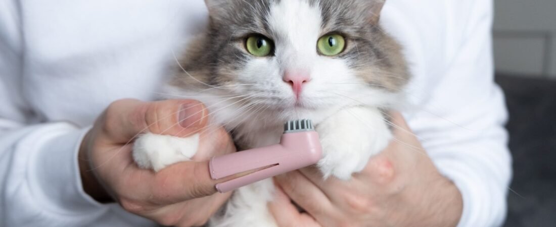 Top 5 Tips for Keeping Your Cat’s Teeth Clean
