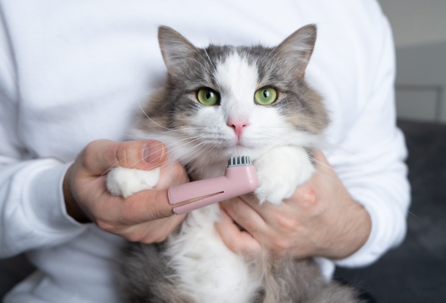 Top 5 Tips for Keeping Your Cat’s Teeth Clean