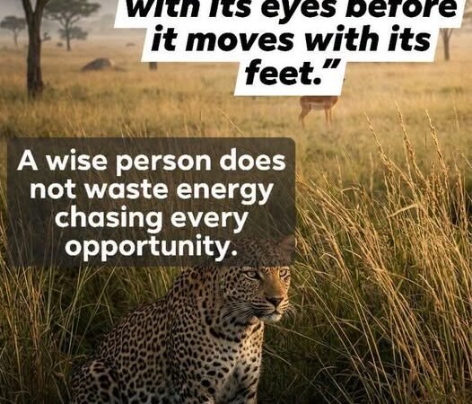 The leopard hunts with its eyes before it moves with its feet.” ~ African Proverb