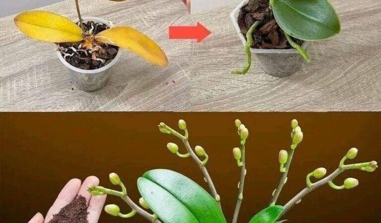 Just a teaspoon, suddenly the orchid miraculously blooms with lots of flowers