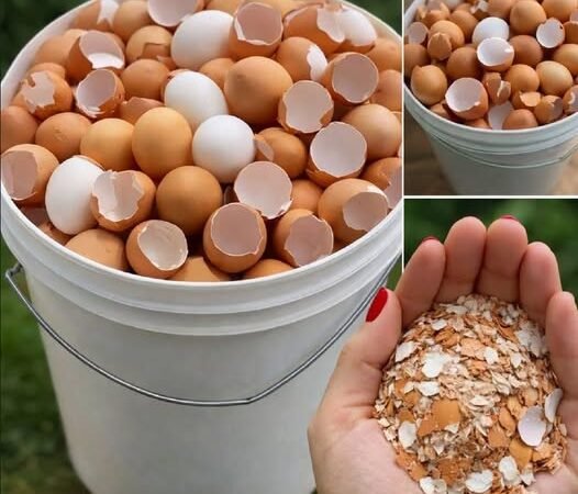 Stop throwing them away. Boil eggshells and say goodbye to… Show more