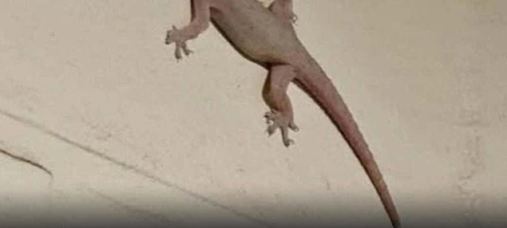 The Spiritual Meaning of a Lizard Entering Your Home Across Different Cultures