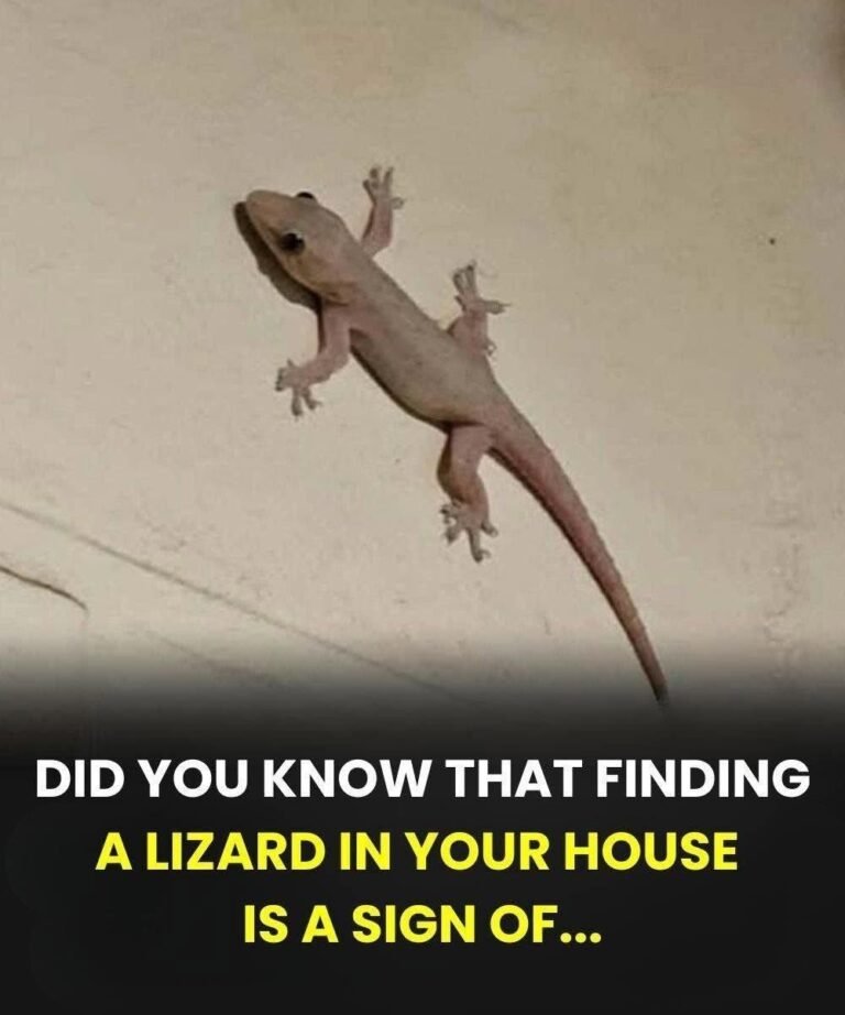 The Spiritual Meaning of a Lizard Entering Your Home Across Different Cultures