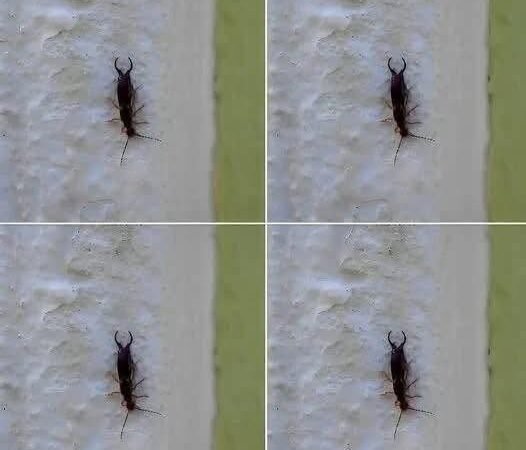 Warning! If you have found this insect in your home, it’s a sign that you need to…see more