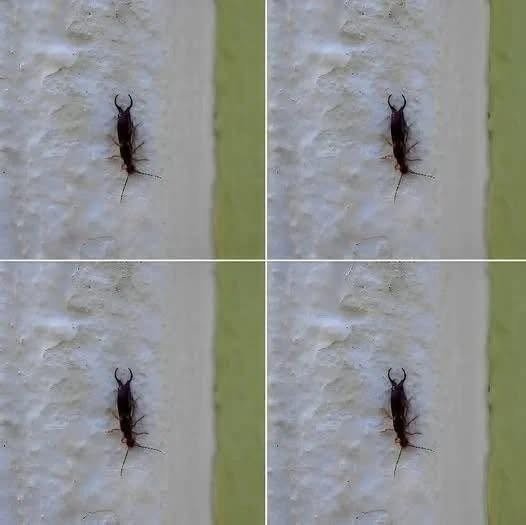 Warning! If you have found this insect in your home, it’s a sign that you need to…see more