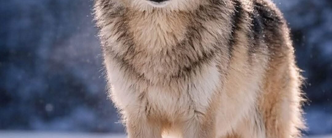 The Wolf: Teacher, Guardian, and Warning in Native American Cultures