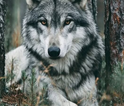 The Wolf: A Powerful Symbol in Native American Culture