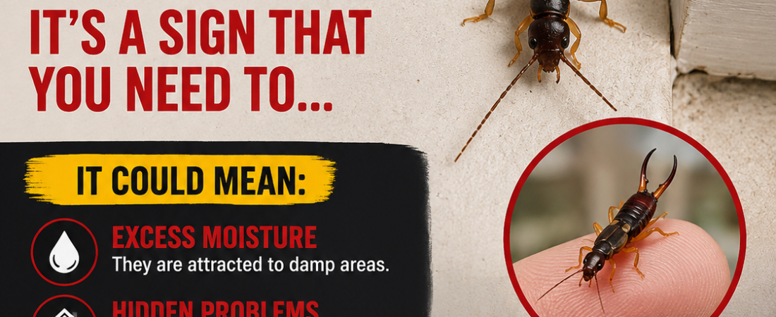 Warning! If You’ve Found This Insect in Your Home, It Could Be a Sign That Something Needs Your Attention
