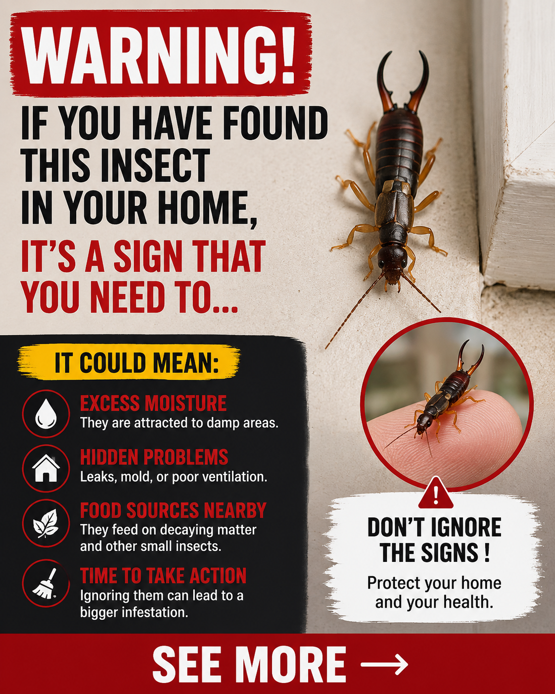 Warning! If You’ve Found This Insect in Your Home, It Could Be a Sign That Something Needs Your Attention