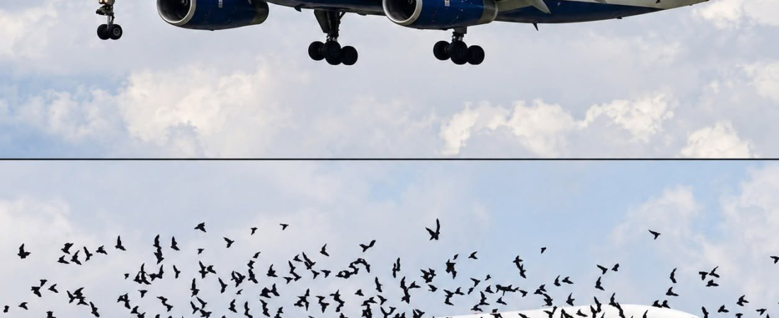The pilot went in tears when he understood why the birds didn’t want… See more