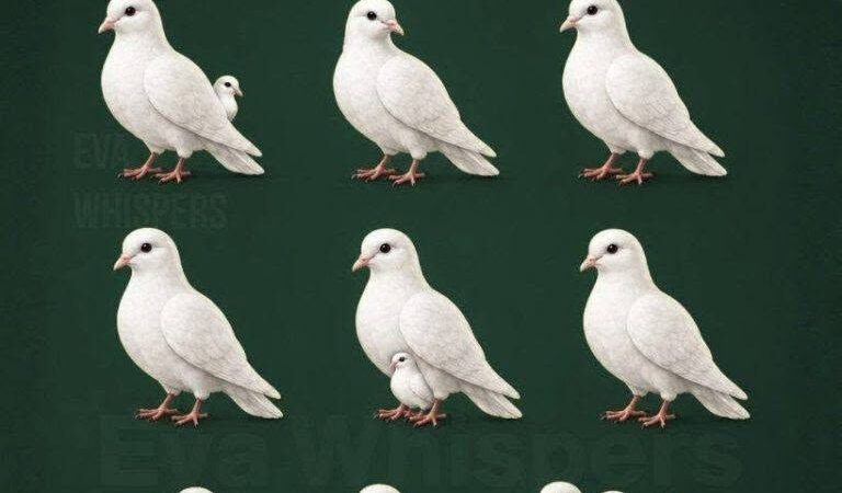 How many doves do you see? Check the 1st c0mment