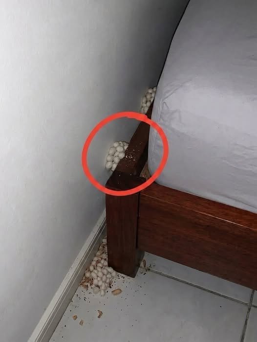 The Bedroom Mystery: What Are Those Chalky, Oval Objects Under My Bed?