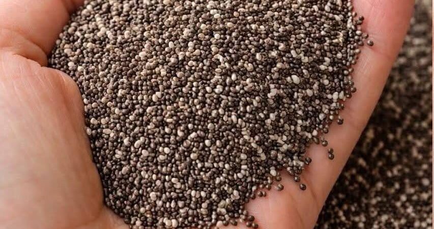 Doctors reveal eating chia seeds causes…